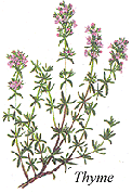 
Herb: Thyme.

